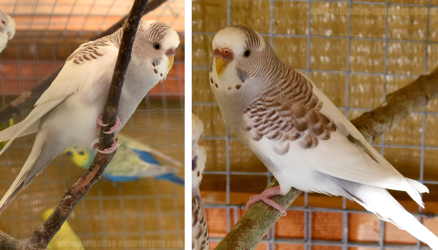 Pía dominante australiana canela gris cobalto, Lira