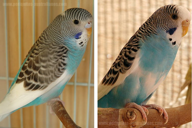 Pia dominante australiana azul cielo, Pía