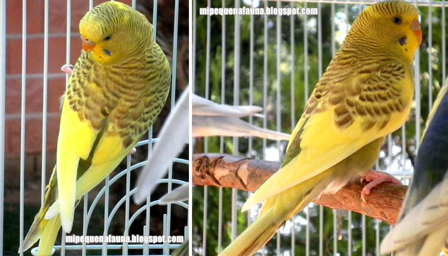 Pía dominante australiana canela verde oliva, Campanilla, de mario_692