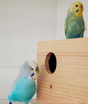 Petyoung Nidos de Pájaros Caja para Jaulas Caja de Cría de Periquitos Casa de Periquitos con Percha para Agapornis Cockatiel Caja de Pajarera de Apareamiento de Loros 